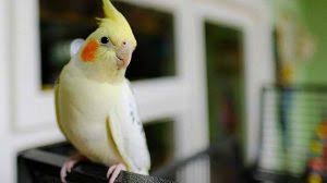 Papagan Tirnak Bakimi Hakkinda 10 Bilgi Petzz Blog