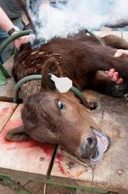 LE MARQUAGE AU FER ROUGE A 700 DEGRÉS... - Cause Animale Nord ...