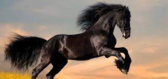 The horse is an exotic and glorious animal. Most Beautiful Animals In The World Frisian Horse Image 7 Of 15 Life Persona