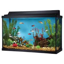 Top Fin 29 Gallon Hooded Aquarium Aquariums Petsmart Fish Tank Decorations Aquarium Fish Tank