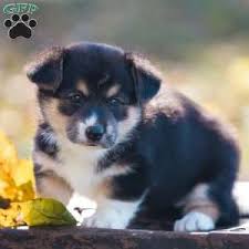 Contact montana corgi's on messenger. Pembroke Welsh Corgi Puppies For Sale Greenfield Puppies