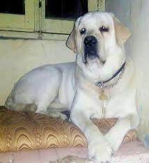 Free shipping call 9793862529 the dog world farms p 8 feb 20. Labrador Retriever Puppies For Sale Nagpur Mh 103478