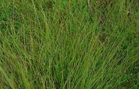 Image result for Eleocharis caduca