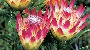 Gardening Australia 08 03 2007 Protea Protea Flower Protea Plant Plants