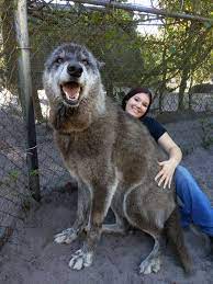 The leader of the pack is the mackenzie valley wolf, also known as the canis lupus occidentalis, the northwestern wolf, or the canadian timber wolf. Im The Girl From The Giant Wolf Post Here S Another One Of Our Rescues Yuki Interestingasfuck