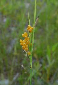 Image result for Carex brassii