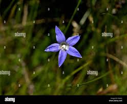 Image result for Wahlenbergia pulchella