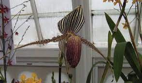 7 Of The Most Expensive Flowers In The World Expensive Flowers Orchids Unusual Flowers