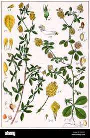 Image result for Trifolium campestre