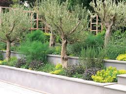 Gardens Tree Garden Design Garden Design Olive Trees Garden