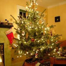 According to the tree experts at hanleys garden center and christmas shop in ireland, make that mixture 3 parts water, 1 part 7up to hydrate the tree. How To Care For Your Living Christmas Tree Hgtv