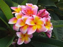 Pink Frangipani Plumeria Rooted Seedling Plant Diana Etsy Frangipani Flower Pot Design Plumeria