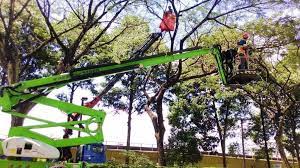 Shows how tree pruning is done in singapore. Tree Cutting Singapore Tree Pruning Singapore Tree Removal
