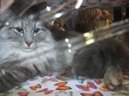 Nous mettons également à votre disposition une épicerie locale et des gourmandises entièrement confectionnées maison. Album Salon Des Chats 2011 Maine Coon And Friends