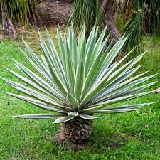 Image result for Agave sisalana