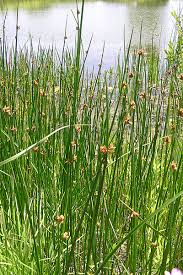 Image result for Schoenoplectus sp.no.3