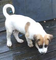 Puppies in louisiana's core belief is that our dog's needs are of the utmost importance. Puppies Free In Bogalusa Washington Parish Louisiana County Buy Sell Trade