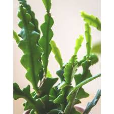 Do not fertilize your fishbone cactus once the flowers bloom. Easy Fishbone Cactus Care And Propagation Sprouts And Stems