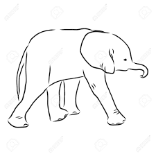 The male is called a bull, and the female is called a cow. Baby Elephant In Outline Style Isolated On White Background Vector Illustration Of Elephant Calf Coloring Page For Children Royalty Free Cliparts Vectors And Stock Illustration Image 143759235