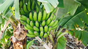 Image result for matooke