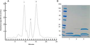 They are important to the structure, function, and regulation of the body. Methylation Deficiency Of Chromatin Proteins Is A Non Mutational And Epigenetic Like Trait In Evolved Lines Of The Archaeon Sulfolobus Solfataricus Journal Of Biological Chemistry