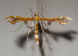 Image result for Gnidia chapmanii