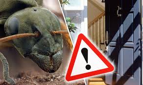 Black ants in kitchen uk. How To Get Rid Of An Ant Infestation In Your Home With This Kitchen Ingredient Express Co Uk