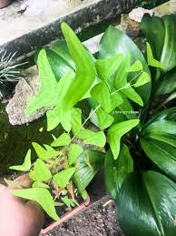 Selain itu, kandungan uegonol dan karvakol juga. Pokok Rerama Hijau Yang Unik Blog Sihatimerahjambu