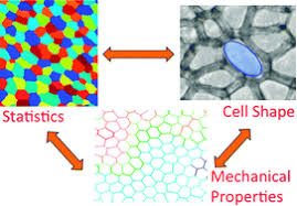 Check spelling or type a new query. Cell Shapes And Patterns As Quantitative Indicators Of Tissue Stress In The Plant Epidermis Soft Matter Rsc Publishing