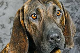 Image result for hannoverský barvář