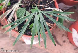 Image result for Actiniopteris semiflabellata