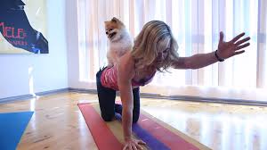 Resultado de imagen para yoga con perros