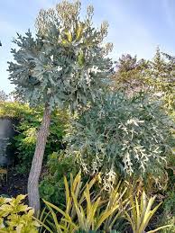 Image result for Cussonia sessilis