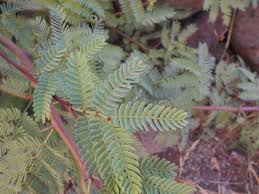 Image result for Faidherbia albida
