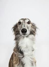 Longhaired Greyhound Dogs Pets Animals Beautiful