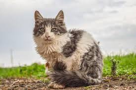 See more ideas about neuter, cat neutering, cats. Pets On Broadway