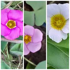 Image result for Oxalis obliquifolia