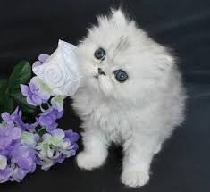 Teacup Persian Cats Teacup Persian Kittens Available For Sale In Jacksonville Florida Catsandkitt Teacup Persian Kittens Cute Cats And Dogs Teacup Cats
