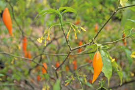 Image result for Tabernanthe