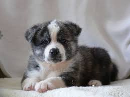 Black And White Akita Black And White American Akita Akita Puppies American Akita Dog Akita Dog