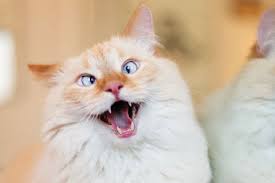A Crazy Funny Looking Cat With His Mouth Open Music Indieartist Chicago In 2020 Cat Breath Funny Looking Cats Cat Illnesses