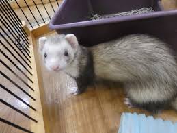 フェレットのホテル】元気にお泊り中～☆ 中野店 | FERRET WORLD