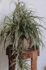 Image result for Chlorophytum delicatulum