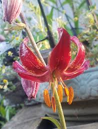 Image result for Lilium martagon `Manitoba Fox`