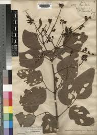 Image result for Adenodolichos