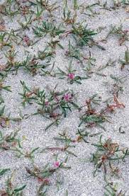 How To Care For Moss Roses In The Winter Hunker Moss Plant Portulaca Flowers Rose Like Flowers