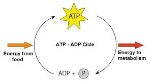 Here's what it looks like chemically. What Role Does Atp Play In Cellular Function Socratic