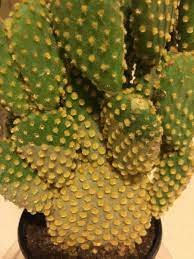 The best way to keep your cactus from turning brown is to ensure that its environment is one that's conducive to growing a healthy plant. Bunny Ear Cactus Turning White Gardening Forums