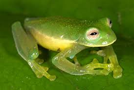 Image result for glass frog