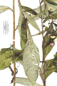 Image result for Vernonia scaettae